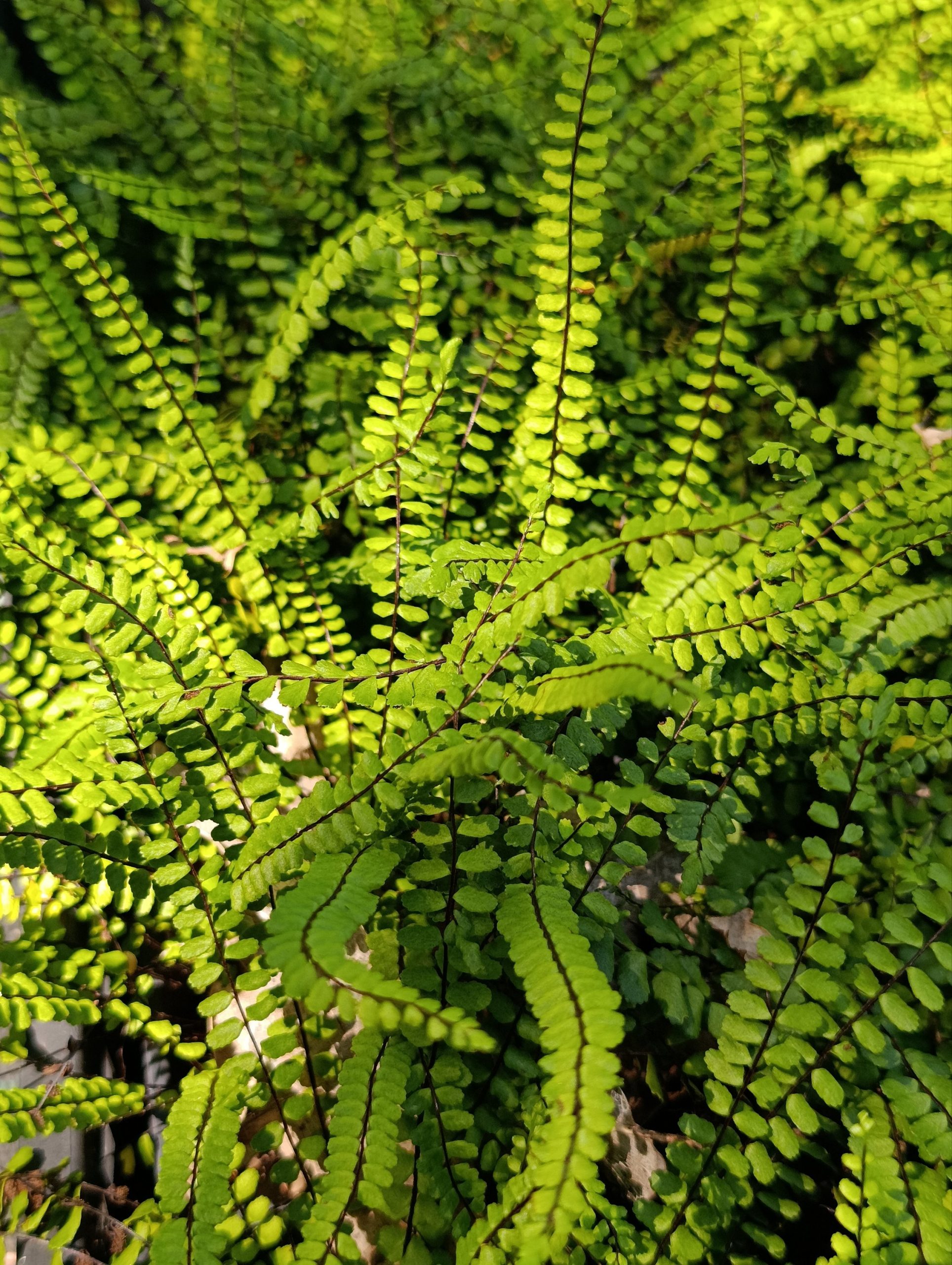 Asplenium trichomanes (Slezenica)