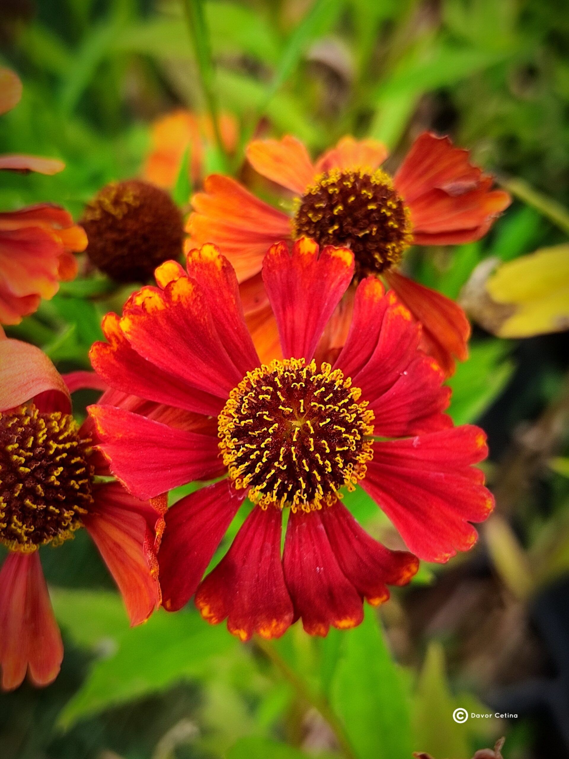 Helenium autumnale «Rubinzwerg» (Helenij)