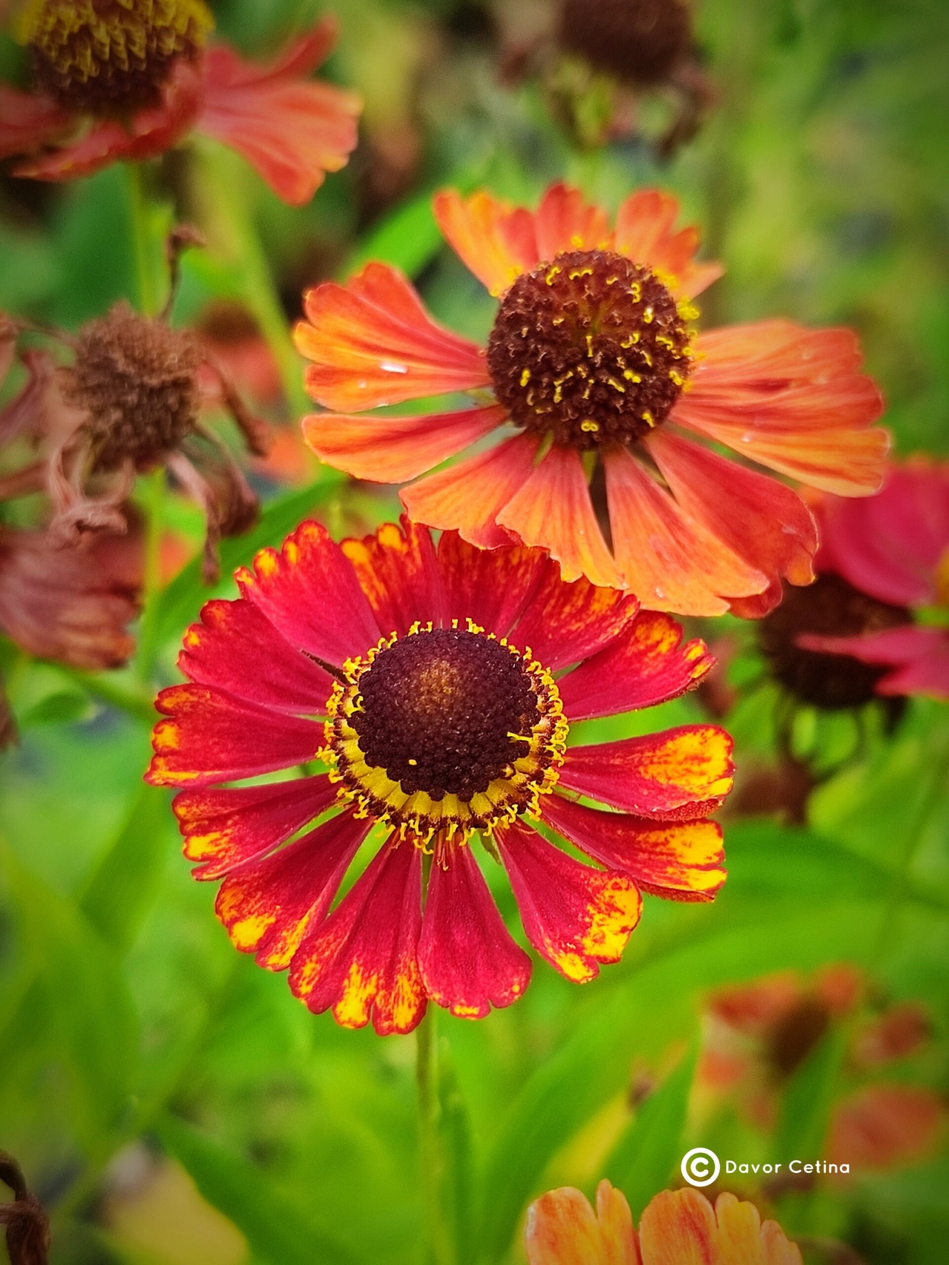 Helenium autumnale «Rubinzwerg» (Helenij) - Slika 2