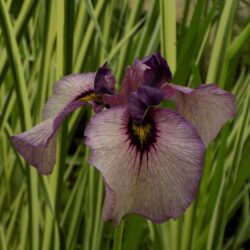 Iris pseudata «Kurokawa Noh»