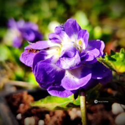 Viola odorata «Duchessa di Parma» (Ljubica)