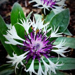 Centaurea montana «Purple Heart» (Zečina)