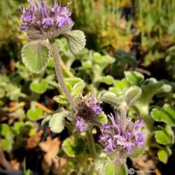 Marubbium supinum (syn M. sericeum) (Tetrljan, Marulja)