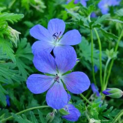 Geranium x johnsonii «Johnson's blue» (Iglica)