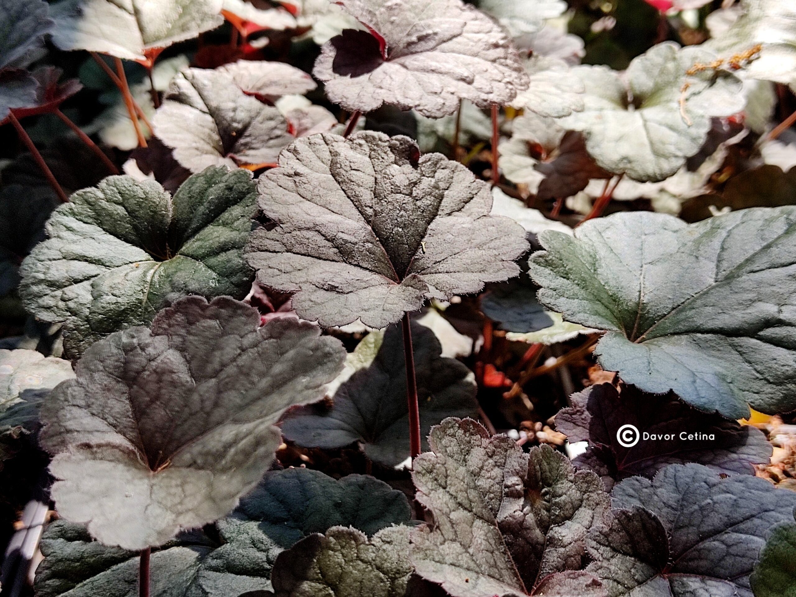 Heuchera americana «Can Can» (Koraljni zvončić)