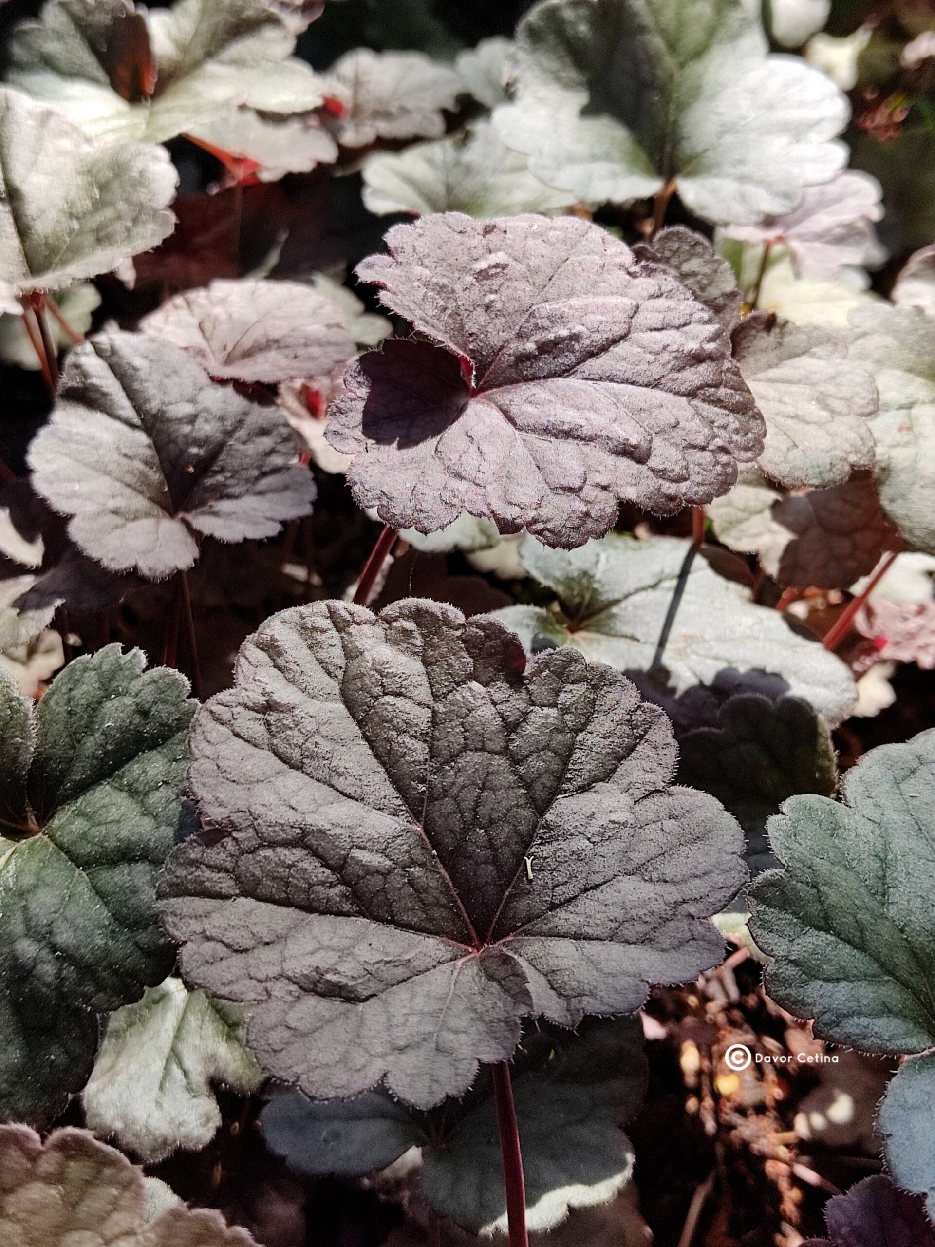 Heuchera americana «Can Can» (Koraljni zvončić) - Slika 2