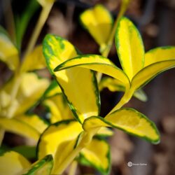 Vinca minor «Imagine» (Mali zimzelen)