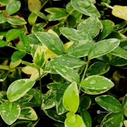 Vinca minor «Argenteovariegata» (Mali zimzelen)