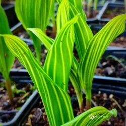 Convallaria majalis "Albostriata" (Đurđica)