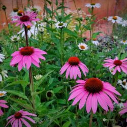 Echinacea purpurea «Baby swan Pink»  (Pupavica)