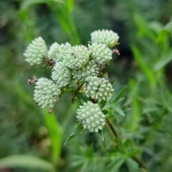 Pycnanthemum tenuifolium (Brdska metvica)