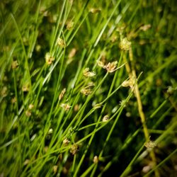 Isolepis cernua (Oblić) (syn Scirpus cernuus)