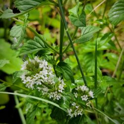 Mentha x piperita f. citrata (Metvica)