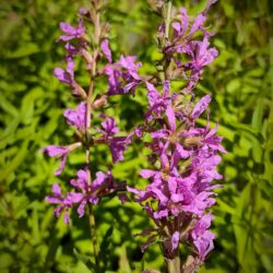Lythrum virgatum «Dropmore Purple» (Vrbica)