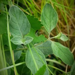 Pycnanthemum curvipes (Brdska metvica)