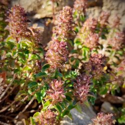 Thymus comosus (Timijan)
