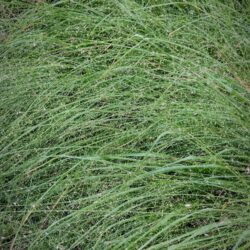Eragrostis spectabilis «Splendens»