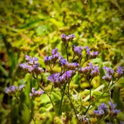 Limonium gmellini ssp hungaricus (Mrižica)