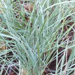 Koeleria glauca «Coolio»  (Smilica)