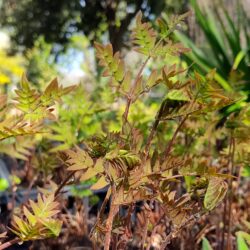Osmunda regalis «Purpurascens»