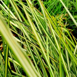 Calamagrostis x acutifolia «Eldorado»  (Šašuljica)