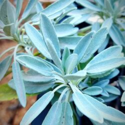 Salvia nevadensis (Grmolika puzava kadulja)