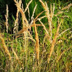 Calamagrostis x acutifolia «Avalanche» (Šašuljica)