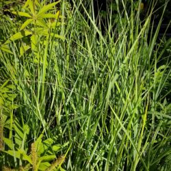 Calamagrostis epigejos (Šašuljica)