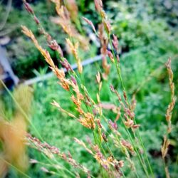 Molinia «Moorflamme» (Beskoljenka)