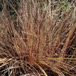 Carex buchanani (Šaš)