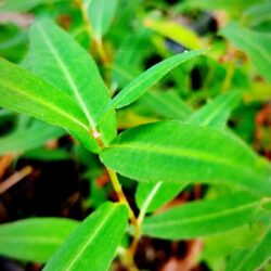Polygonum amphibium (Dvornik vodeni)