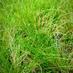 Festuca glauca «Sea urchin» (Vlasulja)