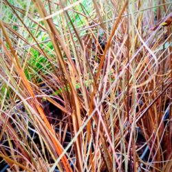 Carex buchanani «Red fox» (Šaš)