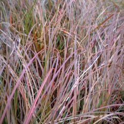 Carex tenuiculmis «Bronzina» (Šaš)