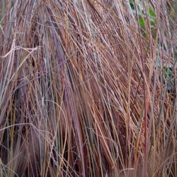 Carex buchanani «Red rooster» (Šaš)