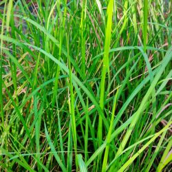 Pennisetum orientale «Oceanside» (Prosenjak)