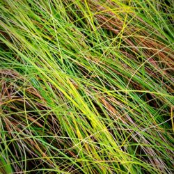 Carex dipsacea (Šaš)