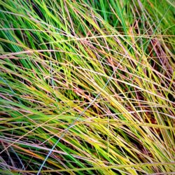 Carex testacea «Prairie fire»  (Šaš)