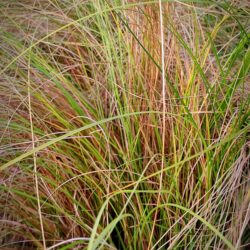 Carex flagillifera «Kiwi» (Šaš)