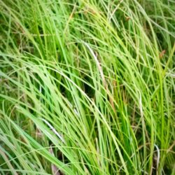 Carex solandri (Šaš)