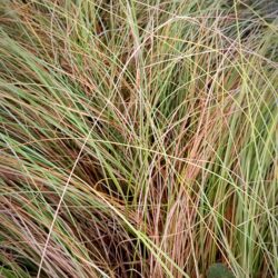 Carex flagillifera (Šaš)