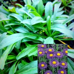Aster alpinus «Dark beauty» (Alpski zvjezdan)