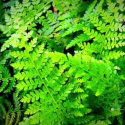 Polystichum setiferum «Dahlem» (Meka štitasta paprat)