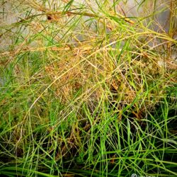 Muhlenbergia dumosa