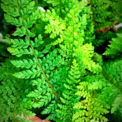 Polystichum setiferum «Herrenhausen» (Meka štitasta paprat)