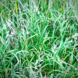 Muhlenbergia japonica