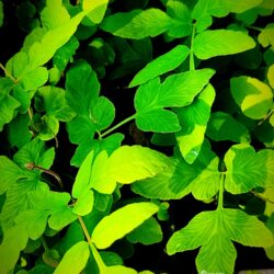 Osmunda regalis var. japonica (Kraljevska paprat)