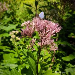 Eupatorium maculatum «Purple bush» (Konopljuša)