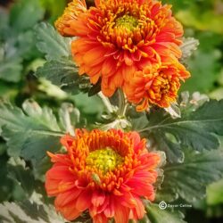 Chrysanthemum cv. double orange (Trajna vrtna krizantema)