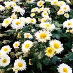 Chrysanthemum «Poesie» (Trajna vrtna krizantema)